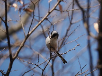 2024年2月10日(土) 光が丘公園の野鳥観察記録