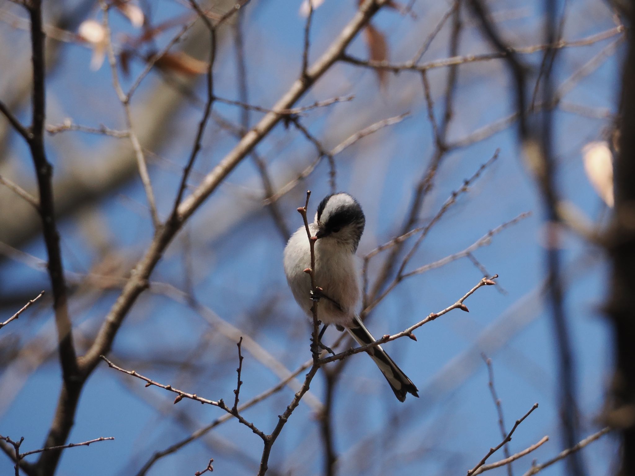 光が丘公園 エナガの写真