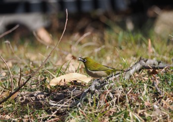 Warbling White-eye Hikarigaoka Park Sat, 2/10/2024