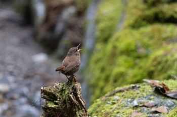 Eurasian Wren Unknown Spots Sat, 2/24/2024