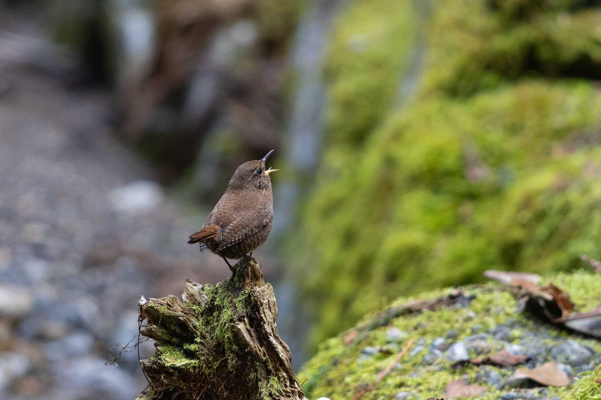 Photo of Eurasian Wren at  by My