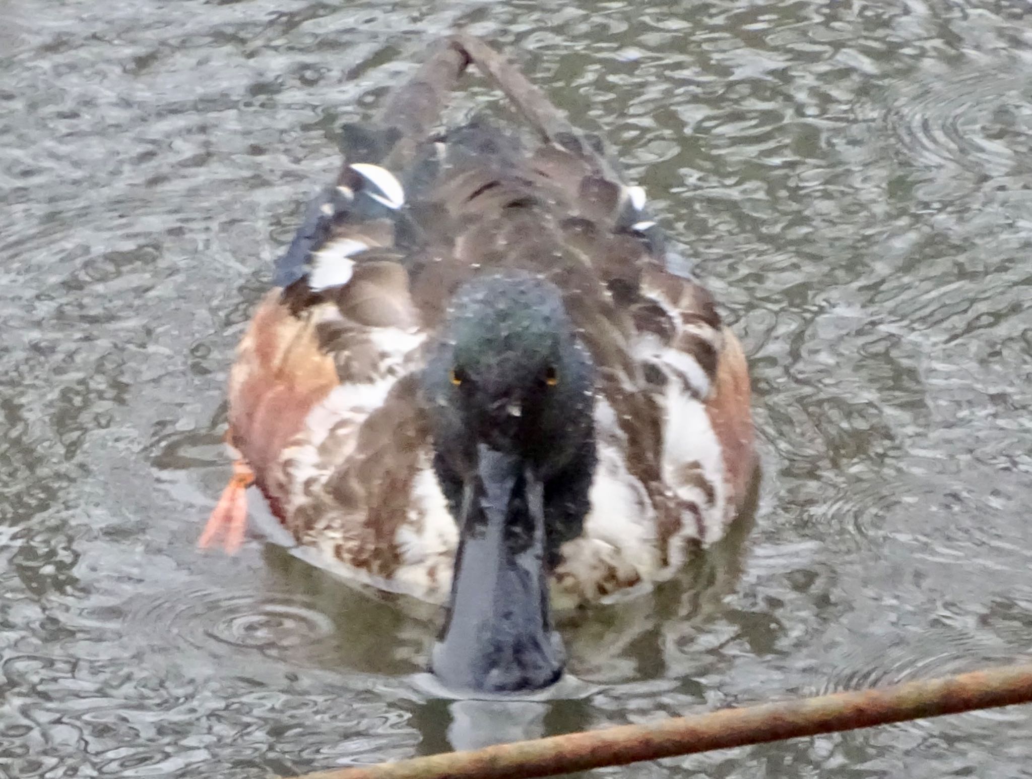 舞岡公園 ハシビロガモの写真 by KAWASEMIぴー