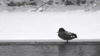 2024年2月25日(日) 佐久市美笹湖の野鳥観察記録