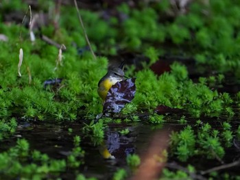 Grey Wagtail 佐鳴湖 Sat, 2/24/2024