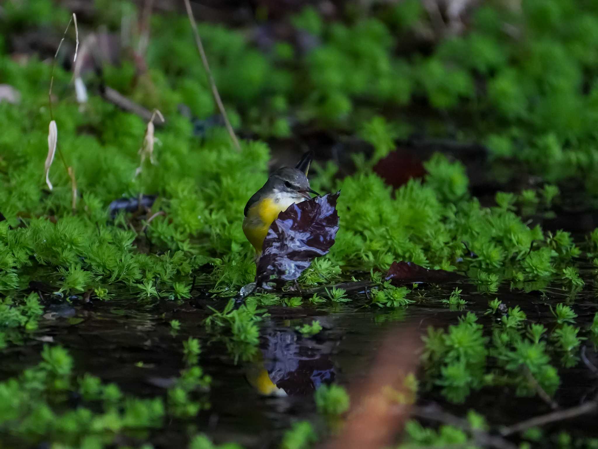 佐鳴湖 キセキレイの写真