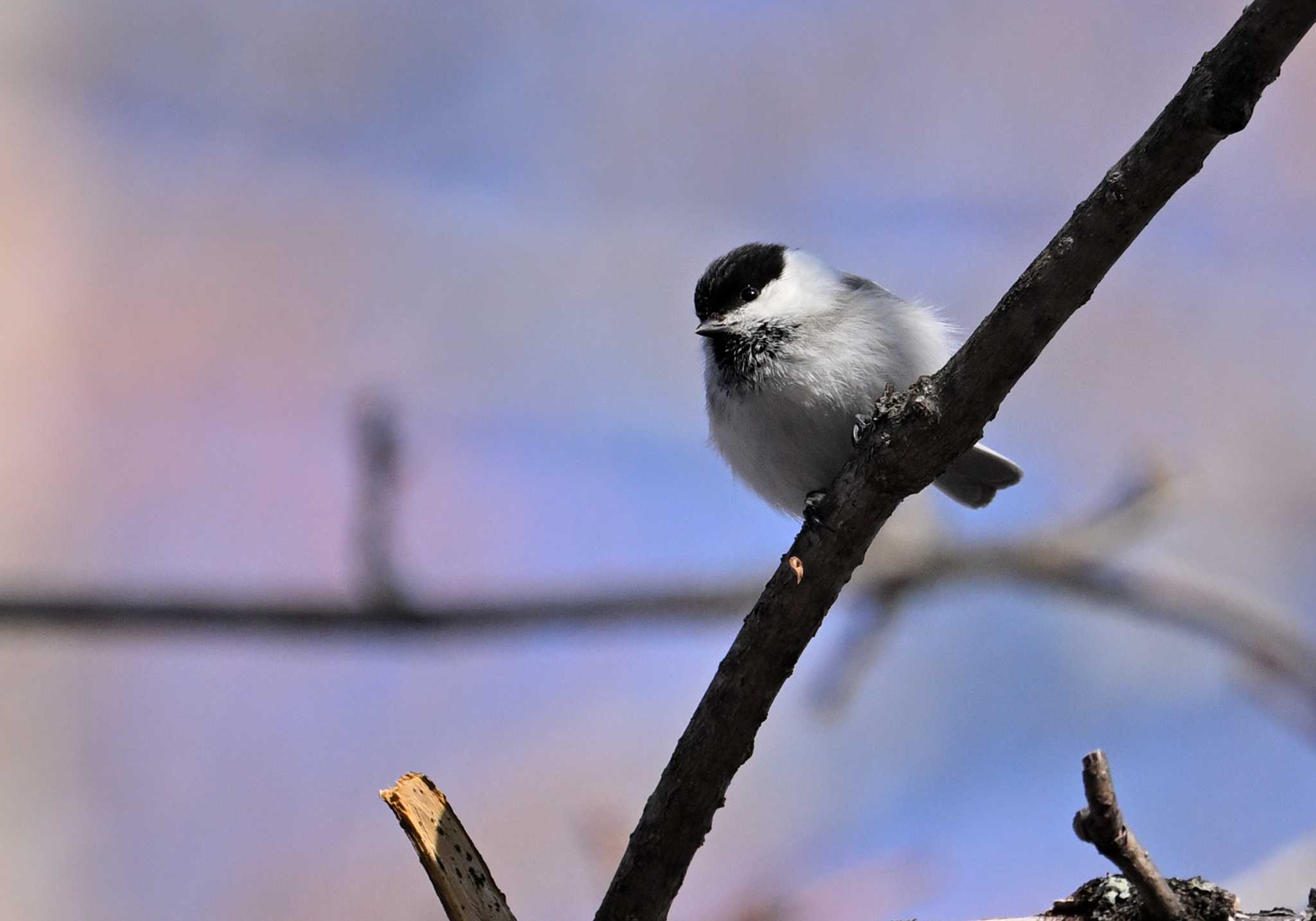 Photo of Willow Tit at Senjogahara Marshland by ヤマガラ専科