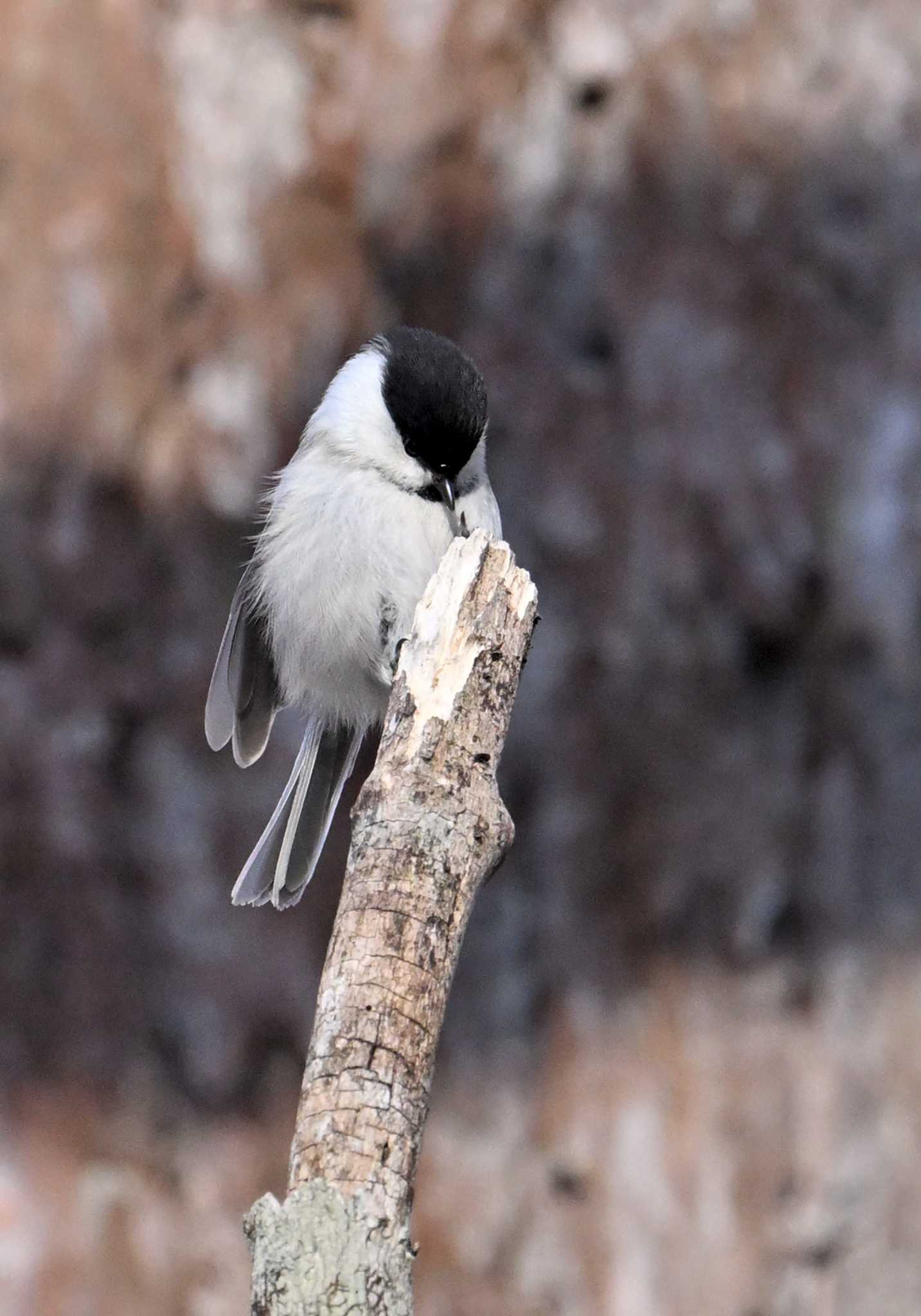 Willow Tit