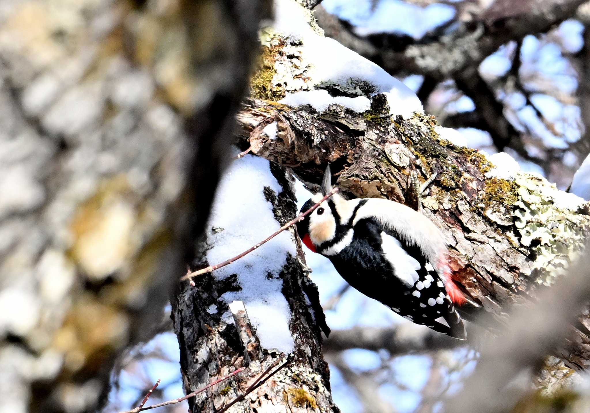 Great Spotted Woodpecker