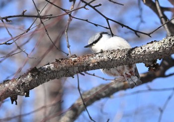 ゴジュウカラ 中禅寺湖 2024年2月24日(土)