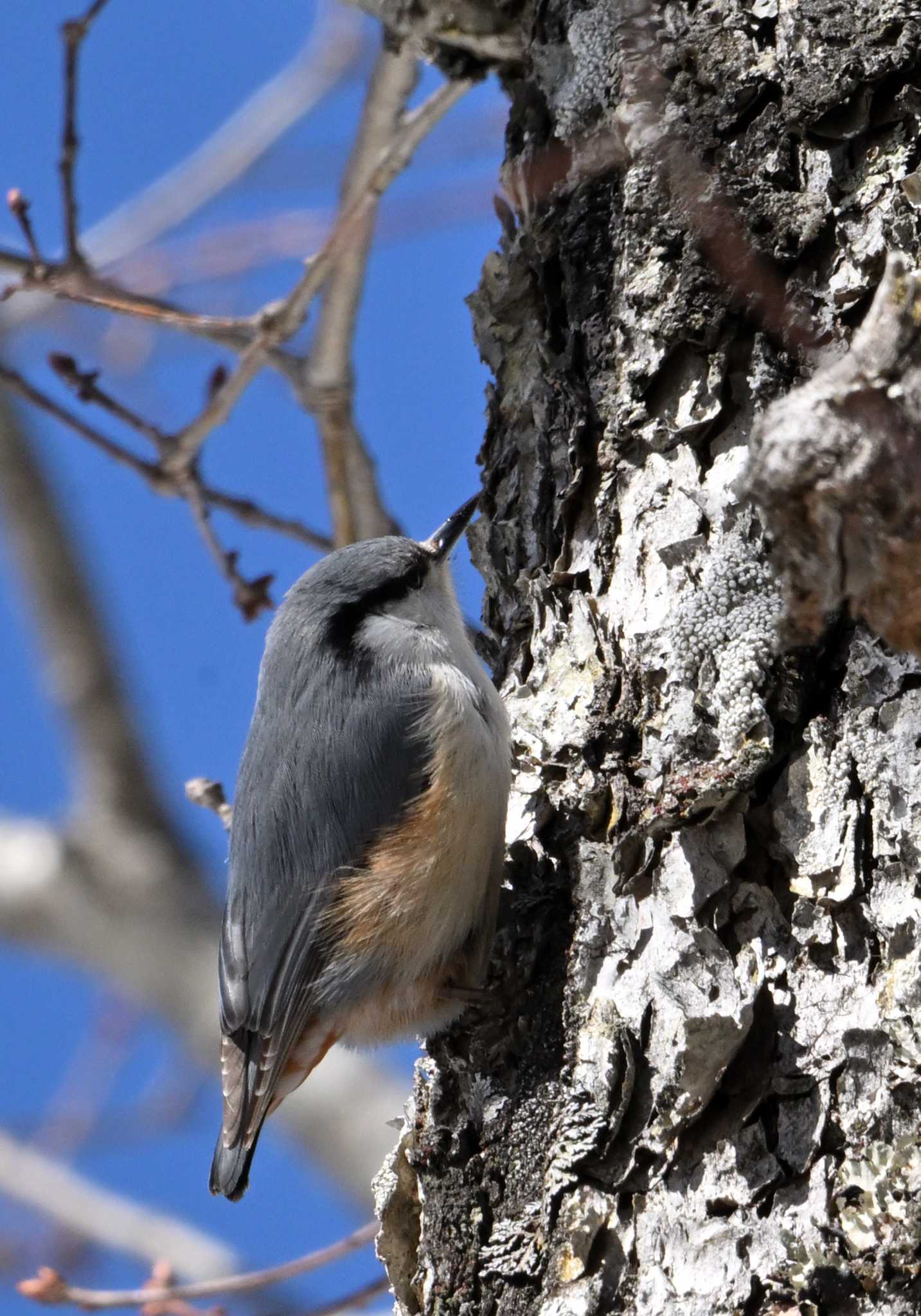 Photo of Eurasian Nuthatch at Senjogahara Marshland by ヤマガラ専科