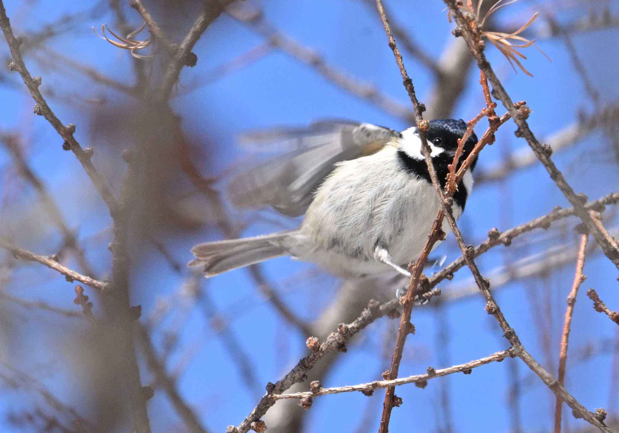 Coal Tit