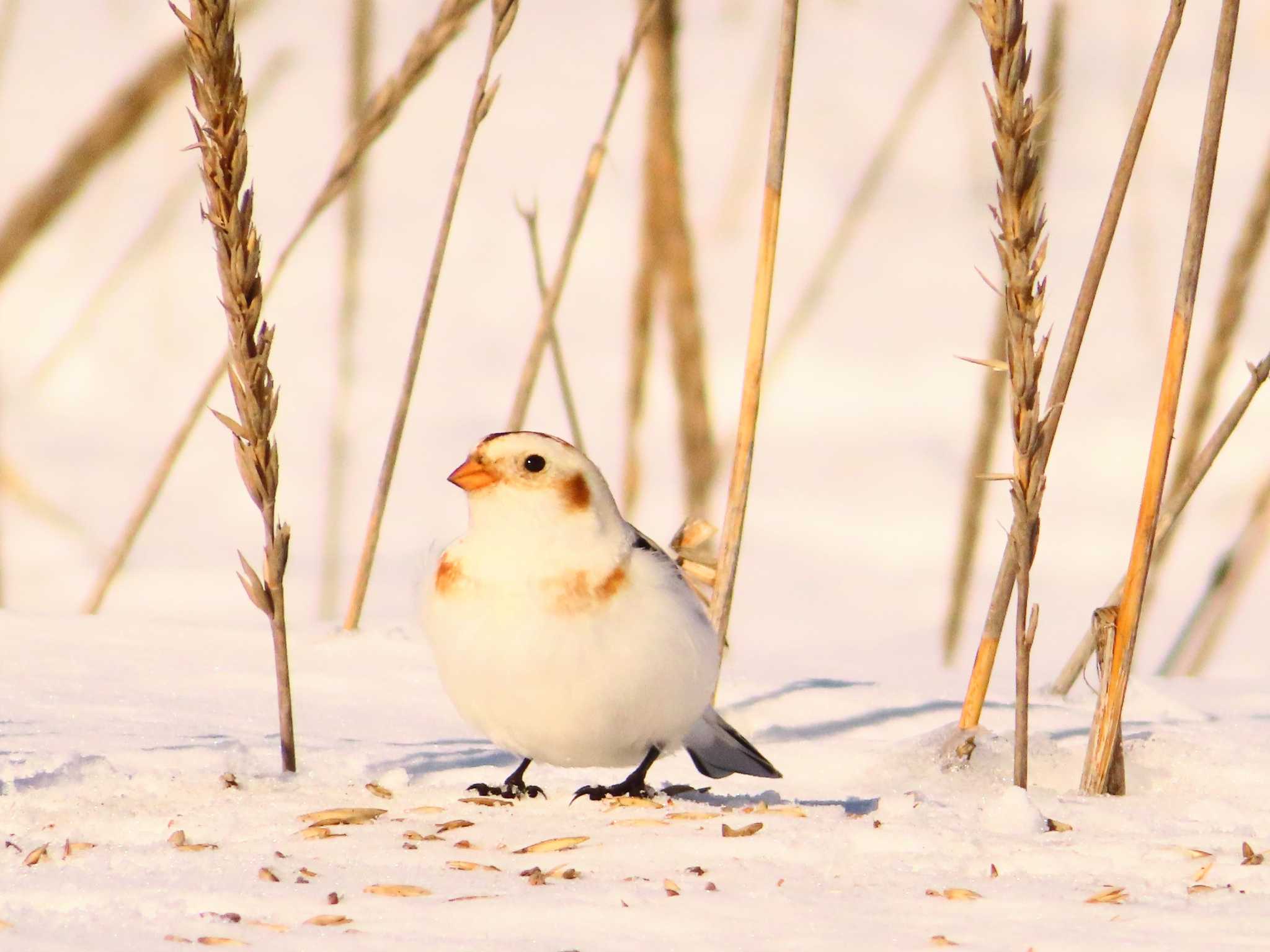 Snow Bunting