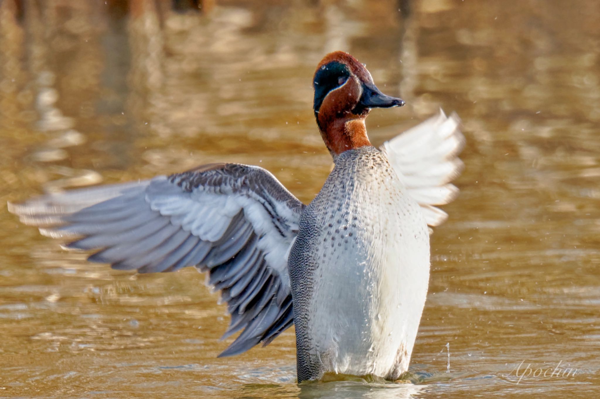 Photo of Eurasian Teal at Shin-yokohama Park by アポちん