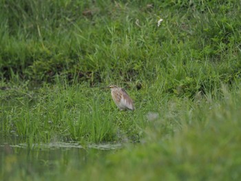 Javan Pond Heron Unknown Spots Sun, 2/25/2024