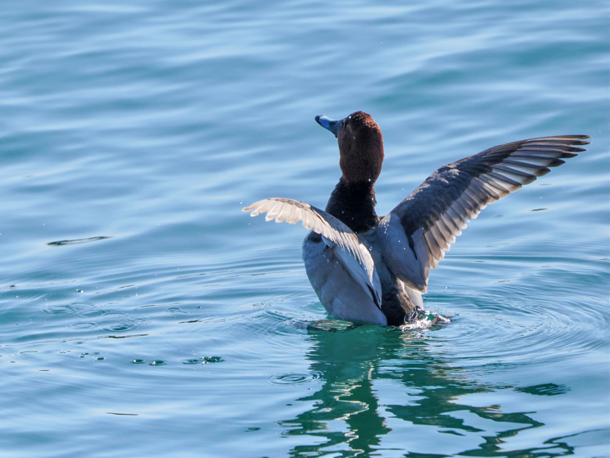 Common Pochard