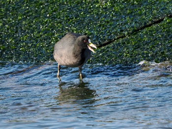 2024年2月3日(土) 飯岡漁港の野鳥観察記録