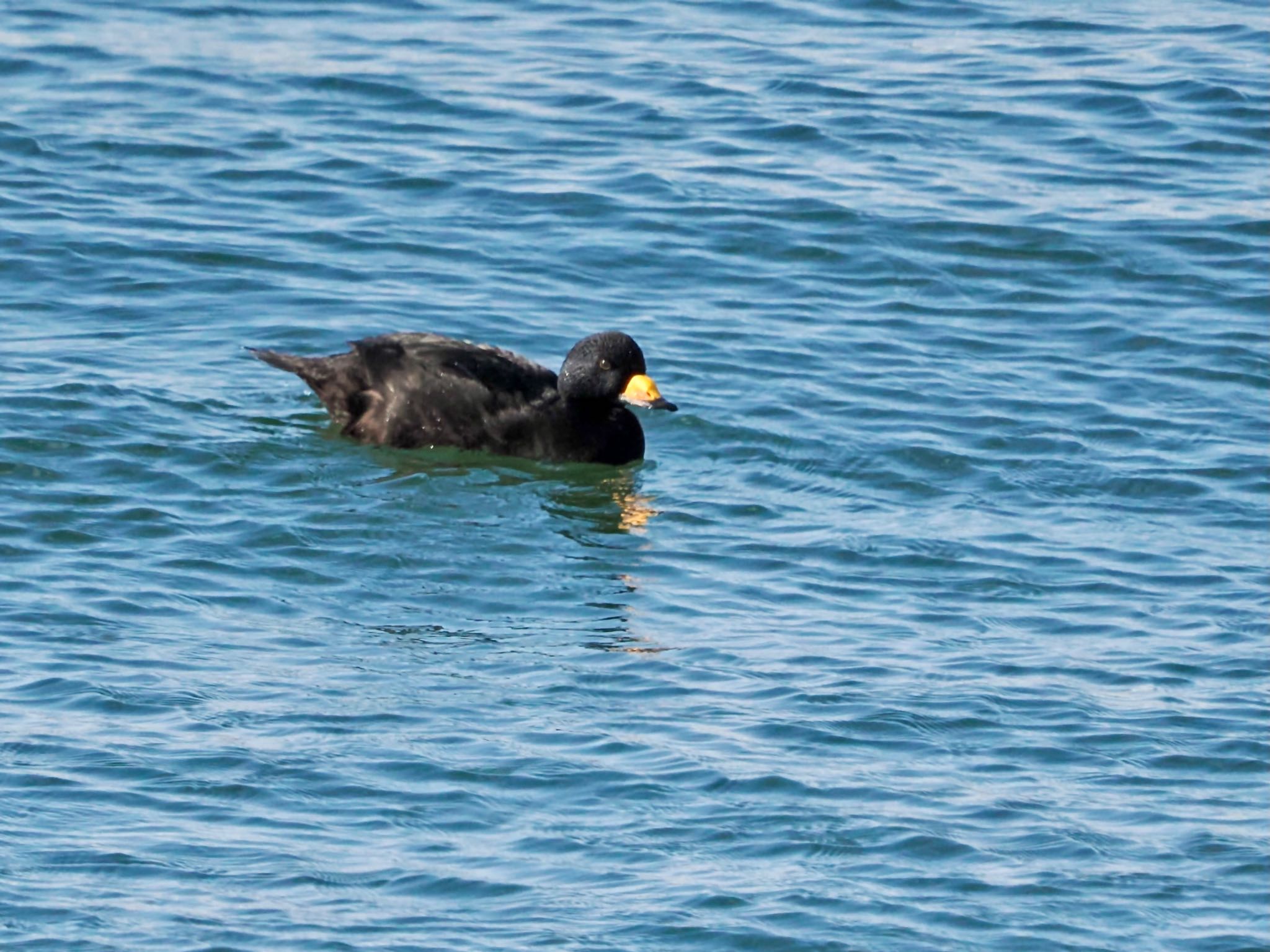 Black Scoter