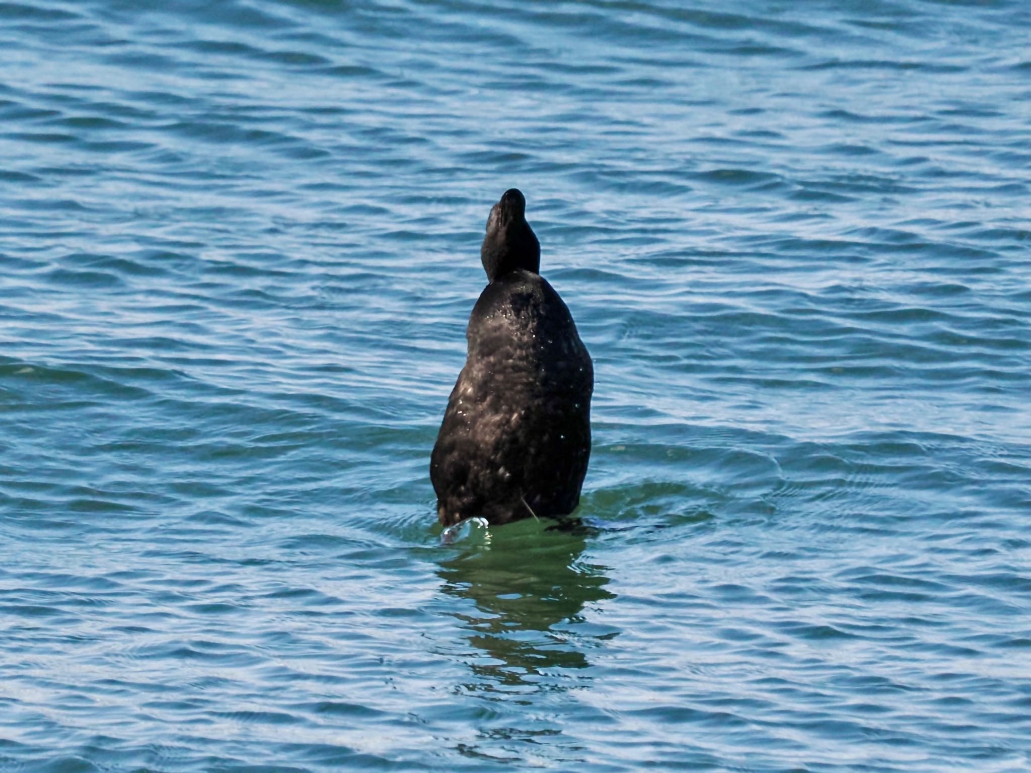 Black Scoter