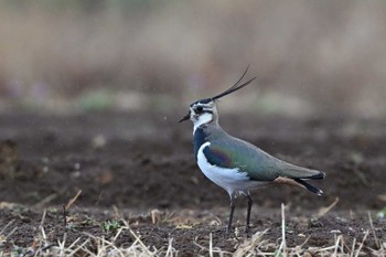 Northern Lapwing 平塚市 Mon, 2/19/2024