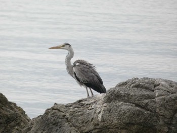 Mon, 2/13/2023 Birding report at 敦賀