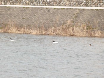 カワアイサ 犀川 2023年2月13日(月)