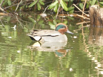 2023年2月12日(日) 普正寺ノ森の野鳥観察記録