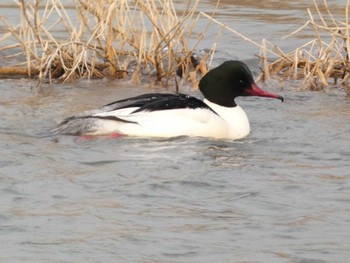 2023年2月13日(月) 犀川の野鳥観察記録