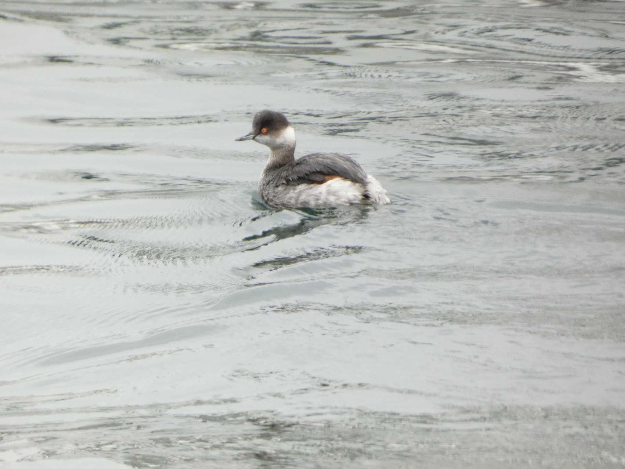 Photo of Black-necked Grebe at 敦賀 by koshi