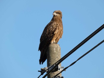 2024年2月10日(土) 御殿場の野鳥観察記録