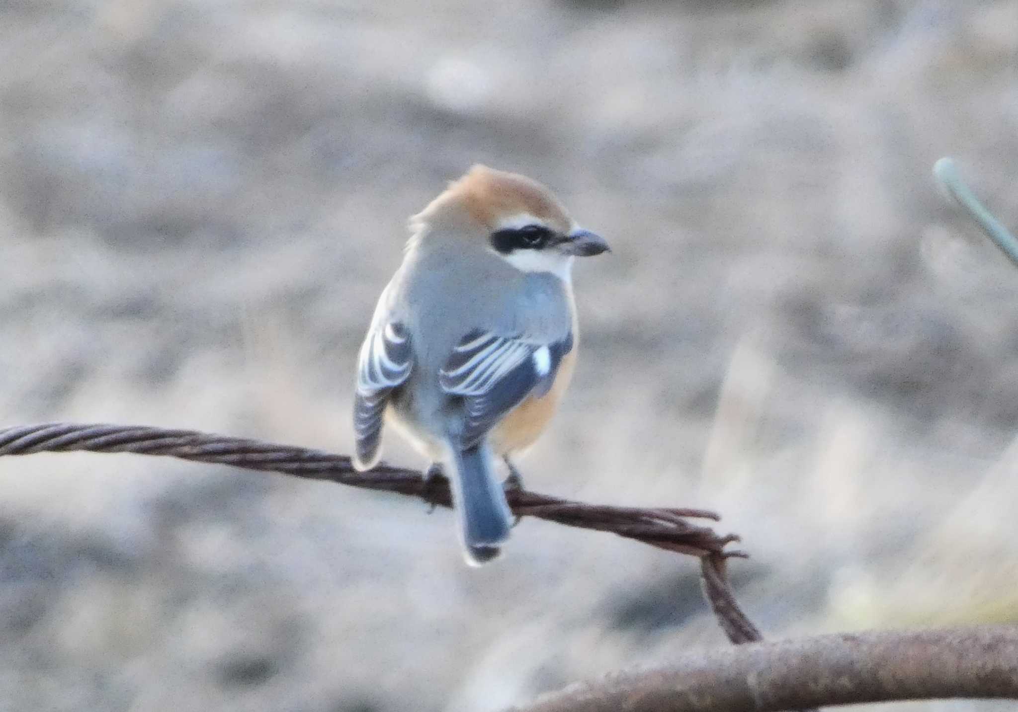 Bull-headed Shrike