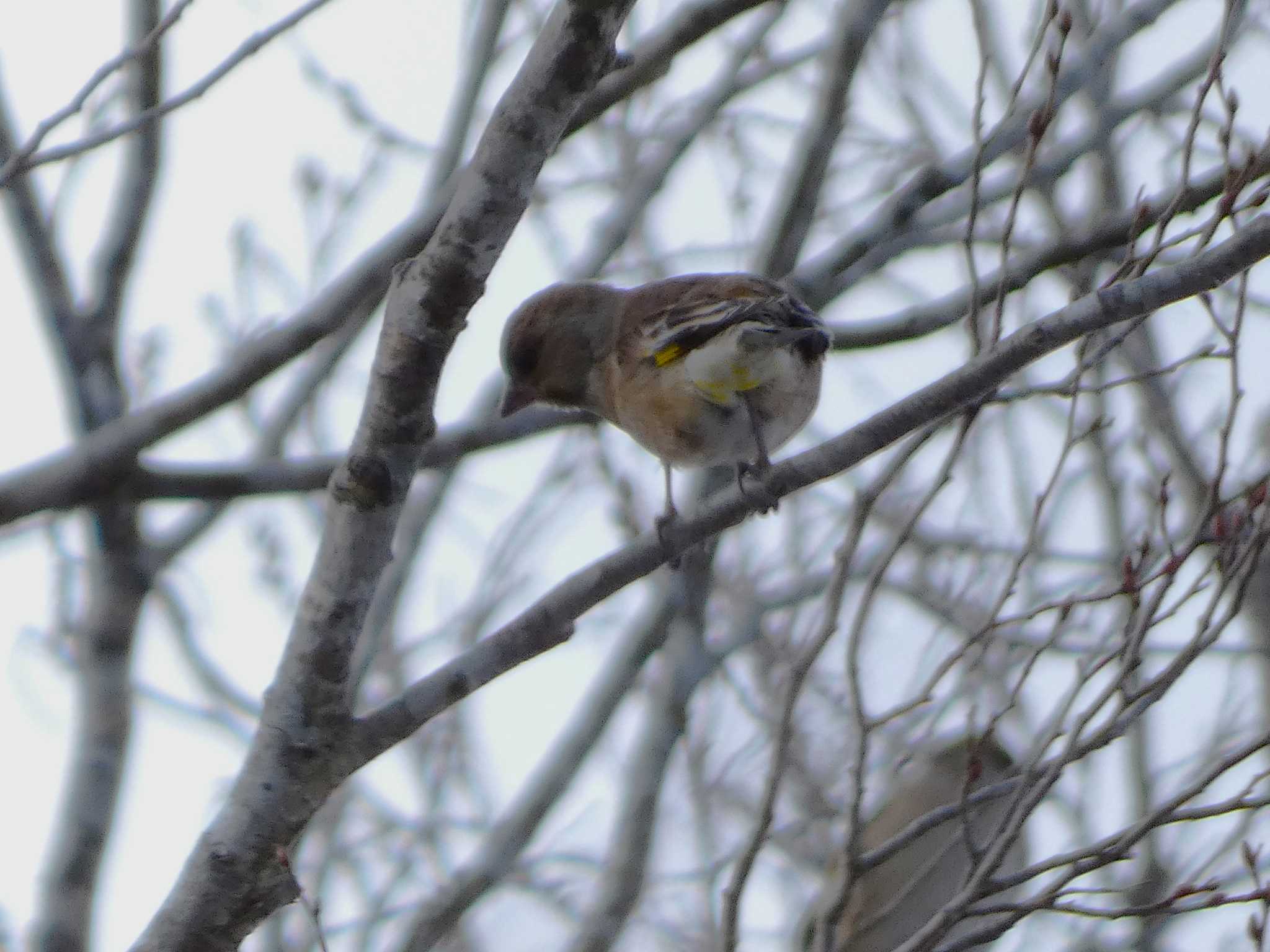 Grey-capped Greenfinch