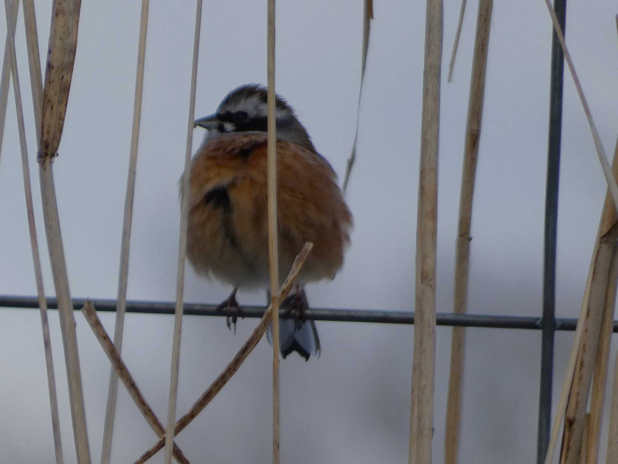 Meadow Bunting