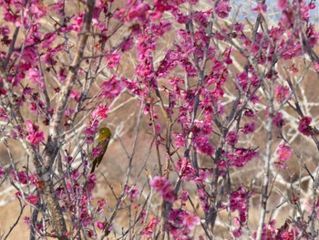 2024年2月10日(土) 梅の里の野鳥観察記録