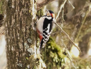 Sat, 2/10/2024 Birding report at 富士山遊歩道