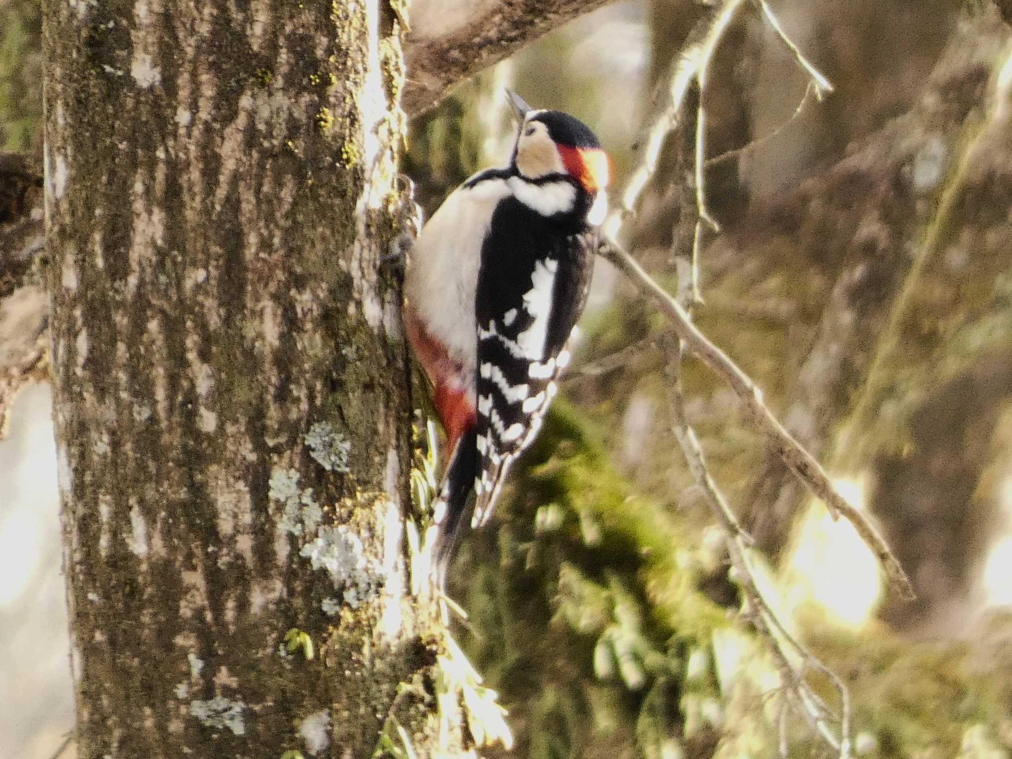 Great Spotted Woodpecker