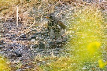 ノハラツグミ 利根川 2024年2月25日(日)