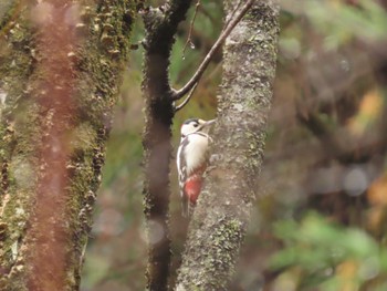 Great Spotted Woodpecker 海上の森 Sun, 2/25/2024