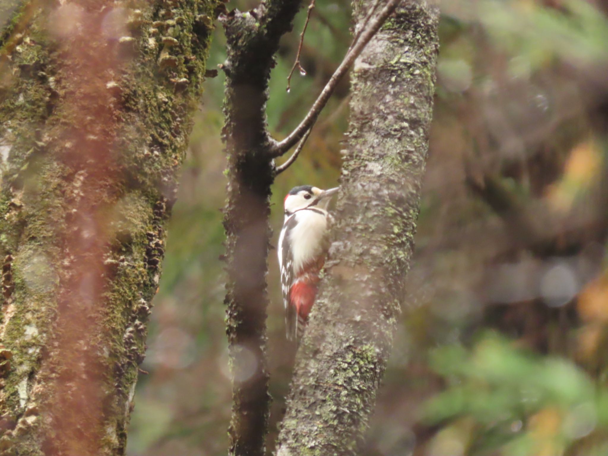 Photo of Great Spotted Woodpecker at 海上の森 by オヤニラミ