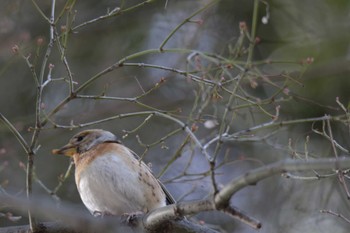 2024年2月24日(土) 京都御苑の野鳥観察記録