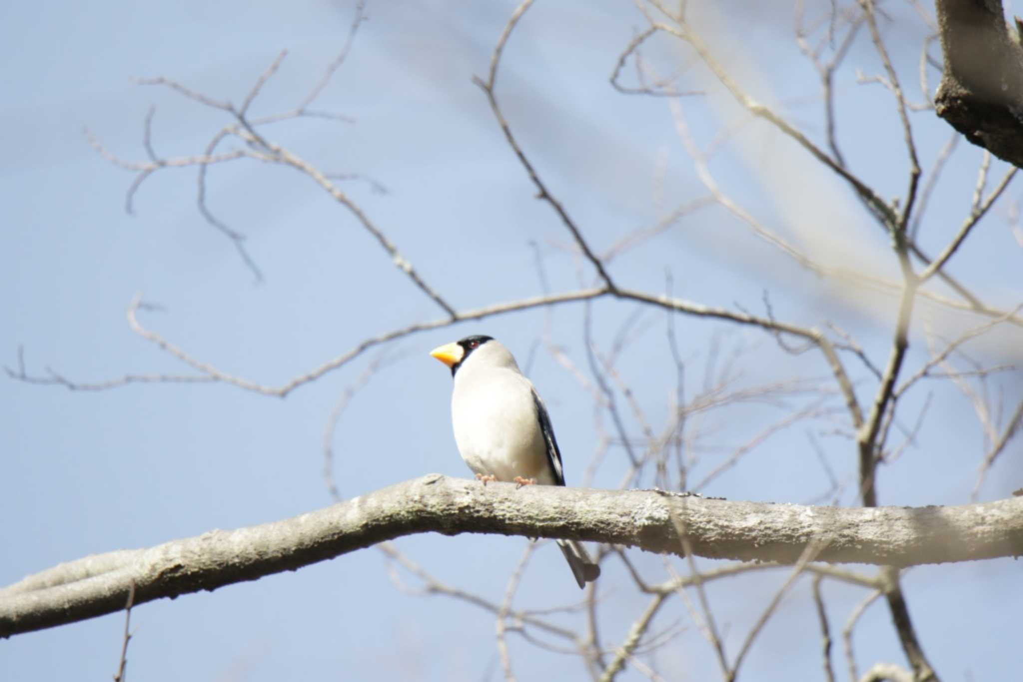 Photo of Japanese Grosbeak at Kyoto Gyoen by KAZUSAN