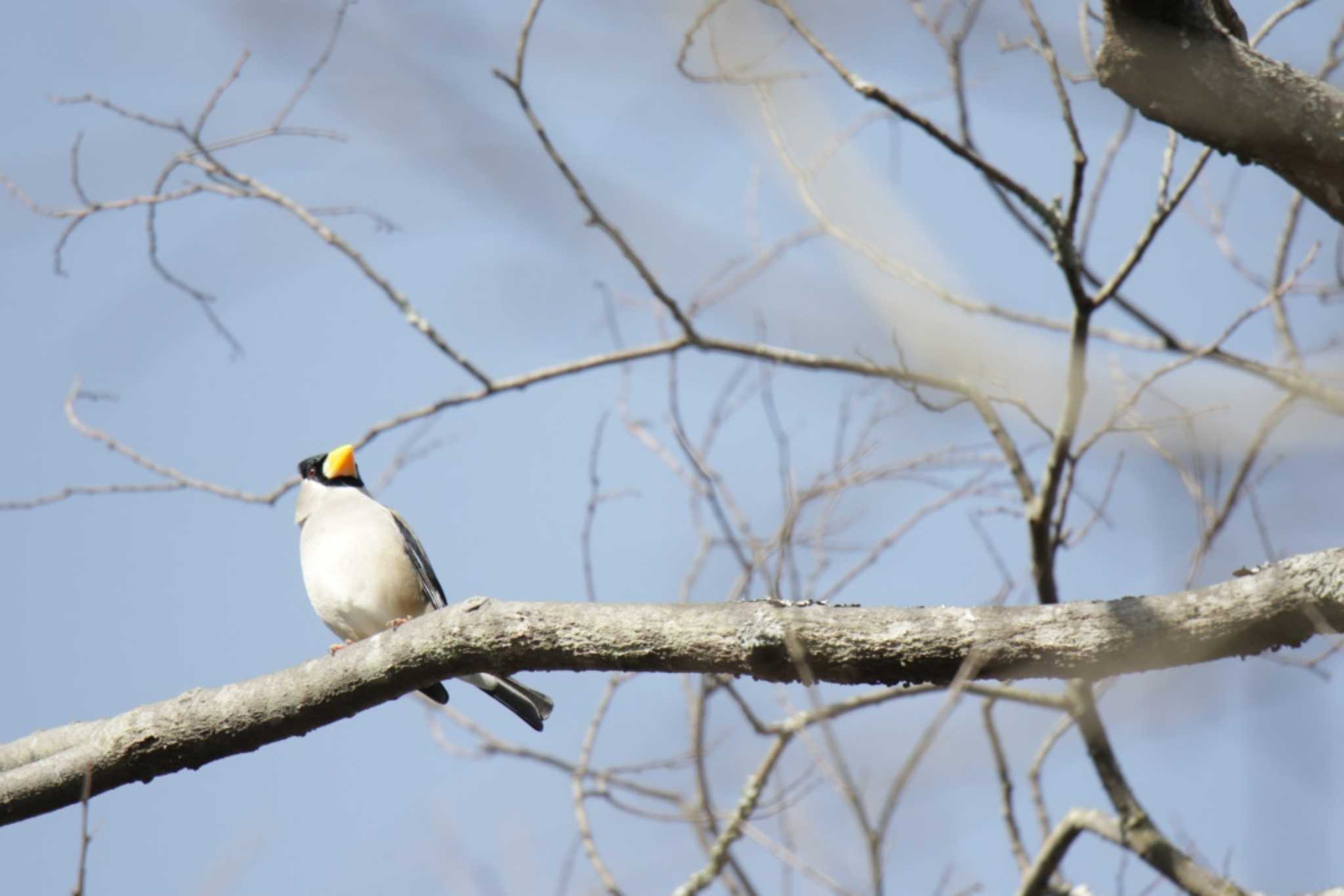 Photo of Japanese Grosbeak at Kyoto Gyoen by KAZUSAN