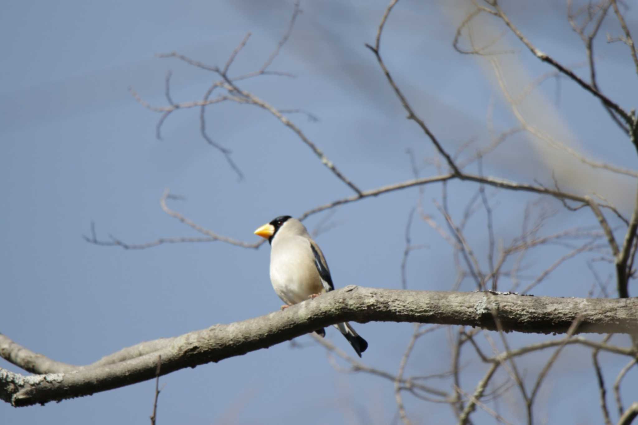 Japanese Grosbeak