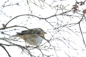 Brambling Kyoto Gyoen Sat, 2/24/2024