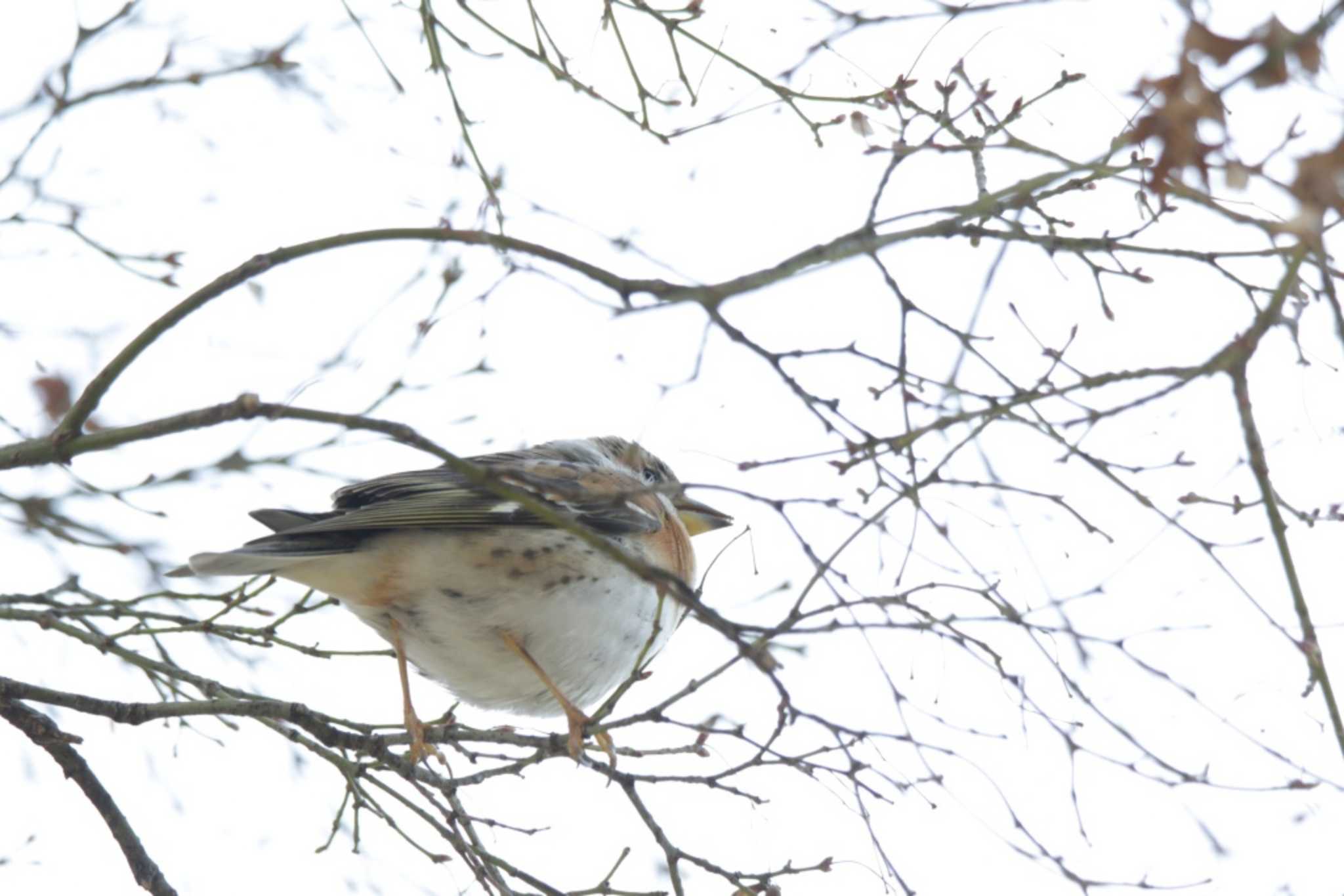 Photo of Brambling at Kyoto Gyoen by KAZUSAN