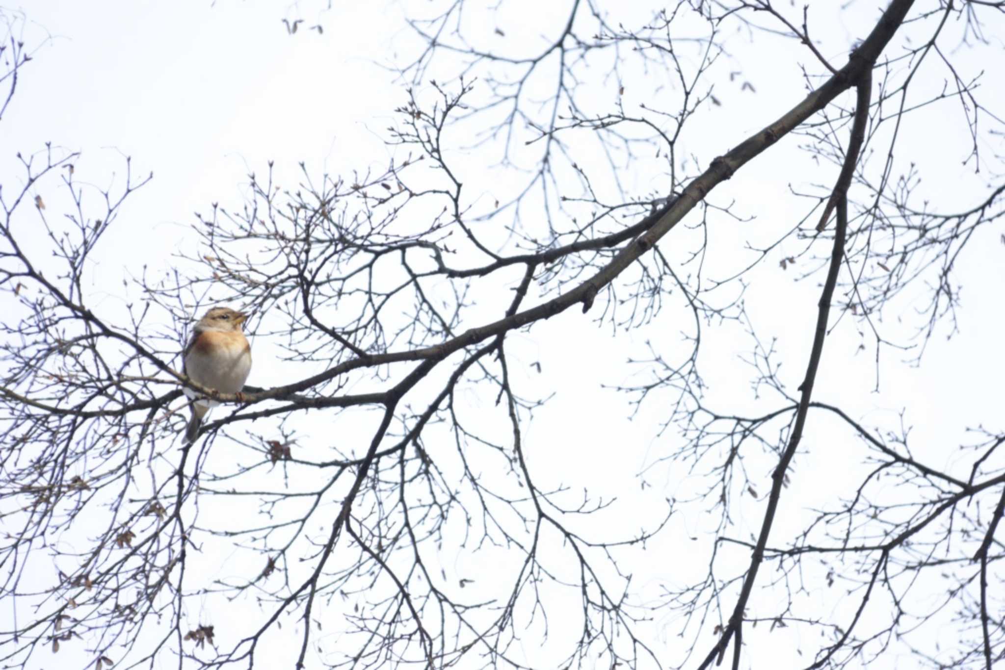 Photo of Brambling at Kyoto Gyoen by KAZUSAN