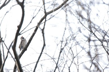 Hawfinch Kyoto Gyoen Sat, 2/24/2024