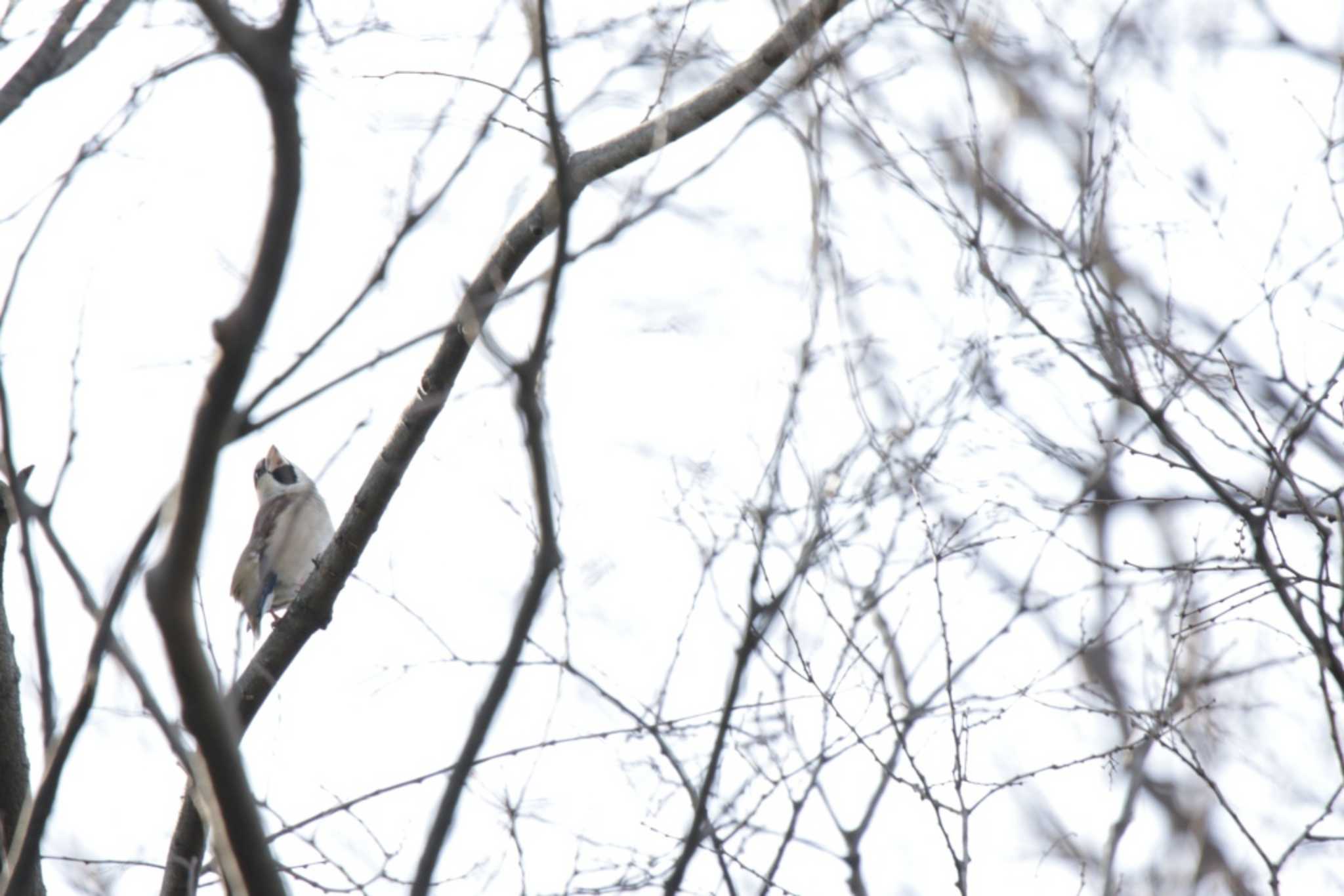 Photo of Hawfinch at Kyoto Gyoen by KAZUSAN
