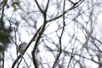 Hawfinch Kyoto Gyoen Sat, 2/24/2024