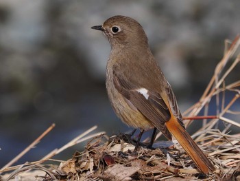 Daurian Redstart 平塚田んぼ Sat, 2/24/2024