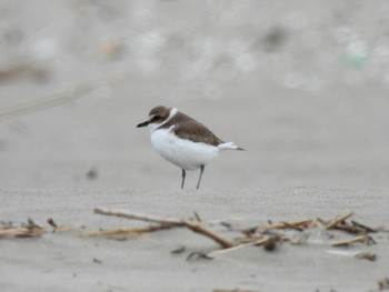 Kentish Plover Unknown Spots Wed, 1/31/2024